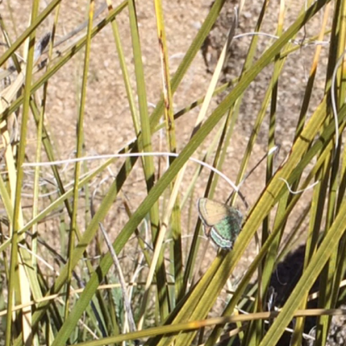 Sandia hairstreak