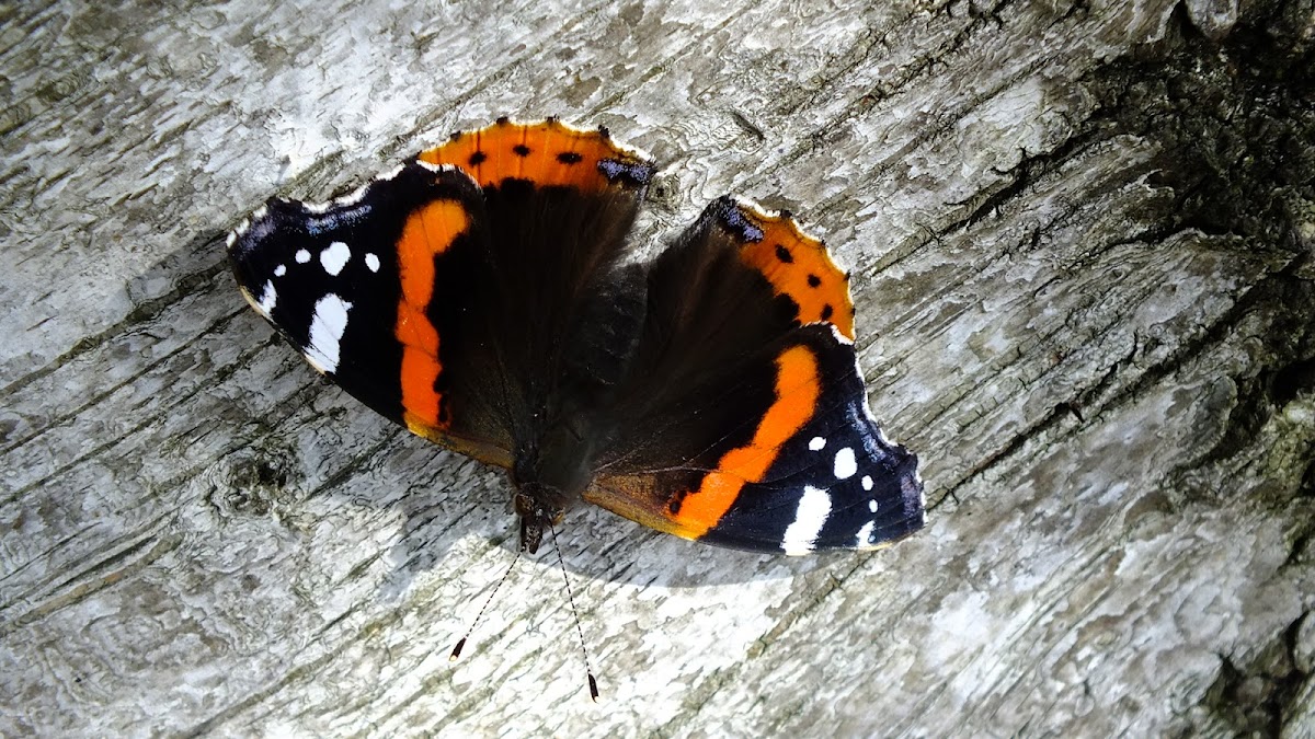 Red admiral