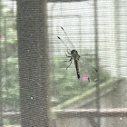 Eastern Pondhawk