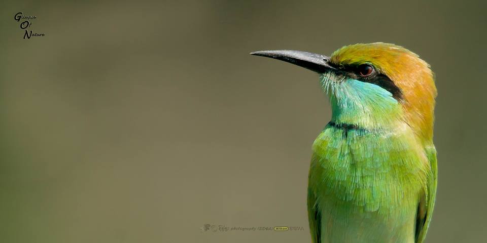 GREEN BEE - EATER / LITTLE GREEN BEE - EATER