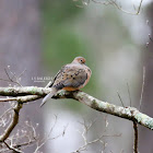 Mourning Dove