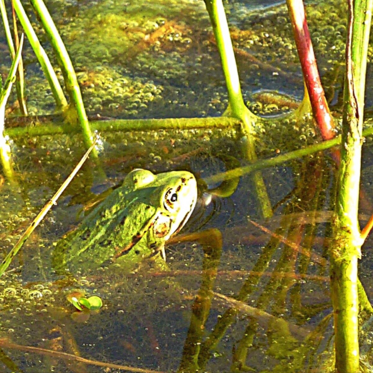 Teichfrosch, Edible frog