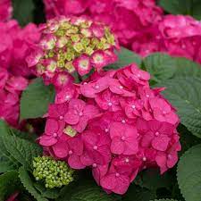 Hydrangea, Endless Summer 'Summer Crush' - Baucom's Nursery