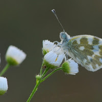 Leggera sui fiori di 