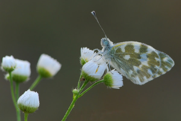 Leggera sui fiori di si