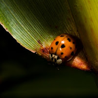 Coccinella di 