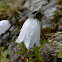 Bluebell Bellflower - White Form