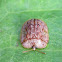 Tortoise Beetle