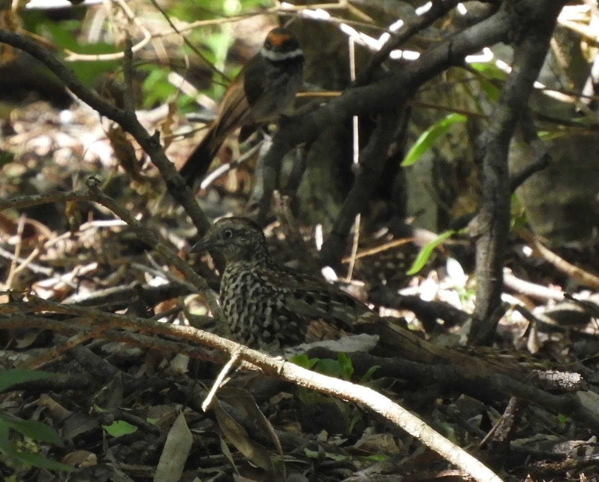 Black-breasted Button-quail