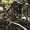 Black-breasted Button-quail