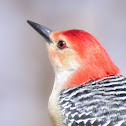 Red-bellied Woodpecker