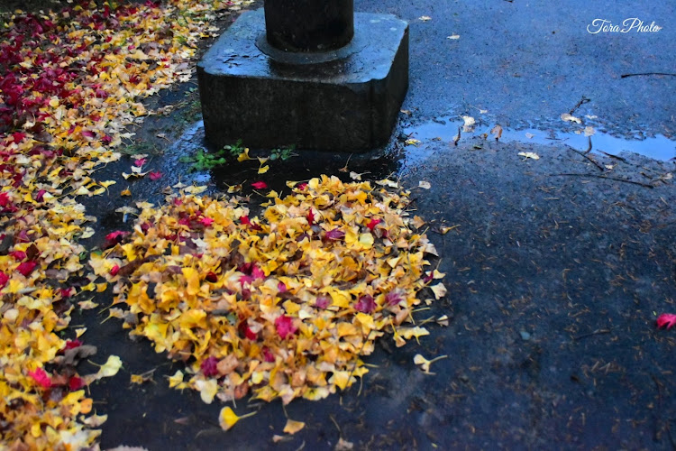 アルファードの冬？・銀杏・紅葉・神社・参拝に関するカスタム事例の投稿画像3枚目
