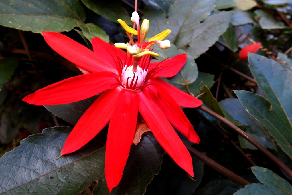 Red Passion Flower