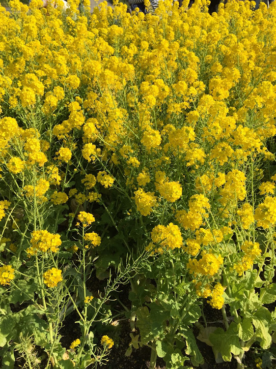 マサルさんが投稿したカスタム事例の投稿画像1枚目