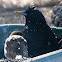 Spotless Starling; Estornino Negro