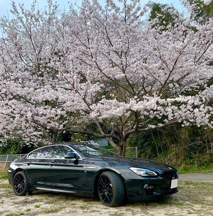 6シリーズ グランクーペのbmw・f06・桜とコラボ🌸・ホイール交換・桜に関するカスタム事例の投稿画像1枚目