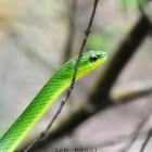 Greater Green Snake