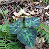 Trillium