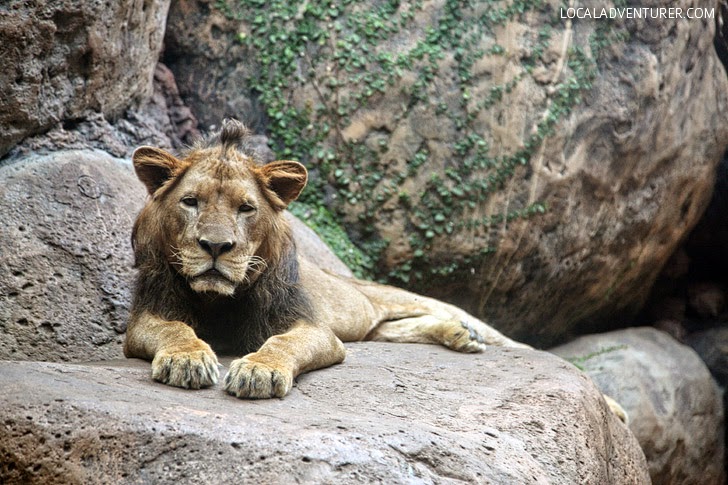 Bali Safari and Marine Park.