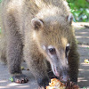 Ring-tailed coati