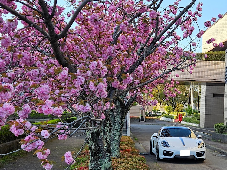 ケイマンの八重桜・岡谷市役所・カノラホールに関するカスタム事例の投稿画像6枚目