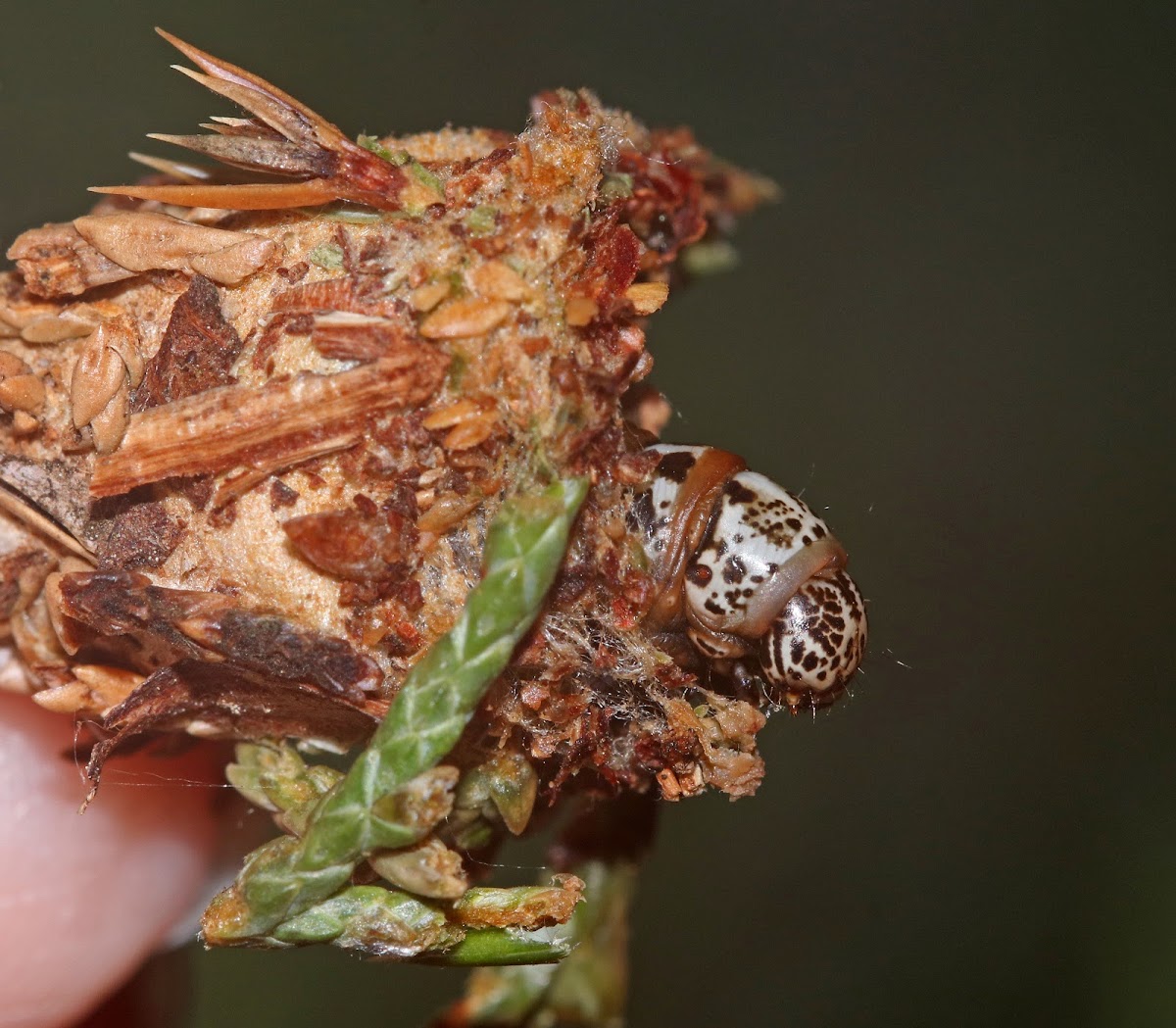 Evergreen Bagworm Moth