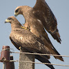 Black kite Mating