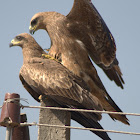 Black kite Mating