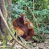 Sumatran Orangutan