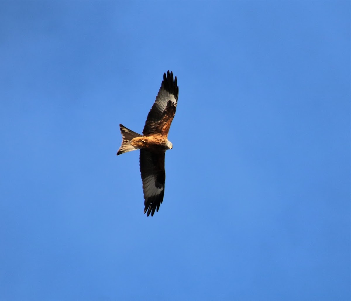 Red kite, Rotmilan