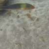 Rainbow Wrasse