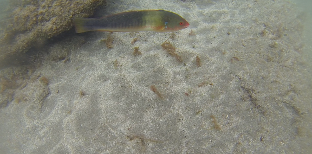 Rainbow Wrasse