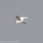 Cattle Egret; Garcilla Bueyera