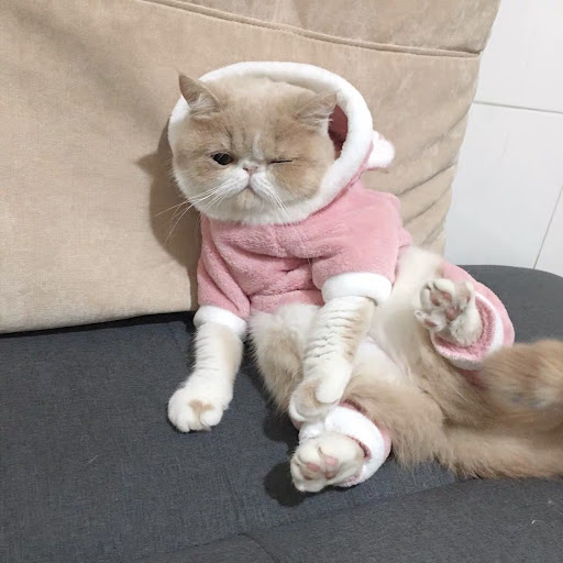 Title 3, Blue Cat British Shorthair Four-legged Pet Autu...