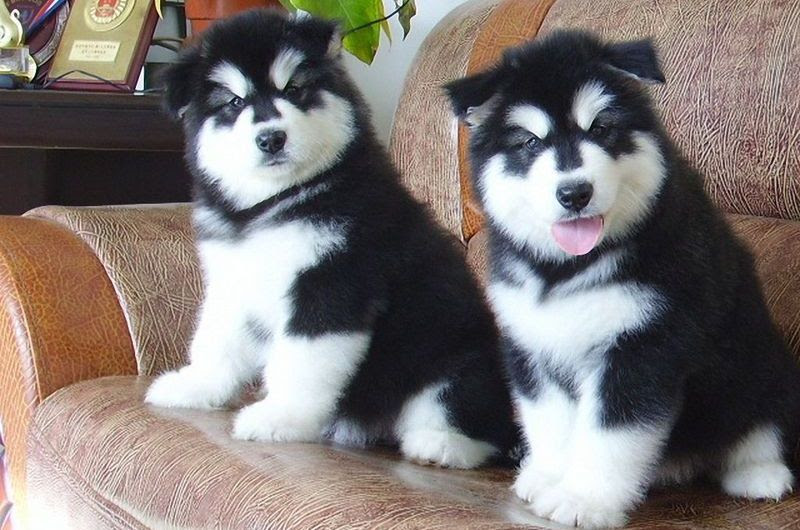 Harga Alaskan Malamute. Harga jual beli anak anjing Alaskan Malamute di Indonesia