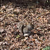 Gray Squirrel