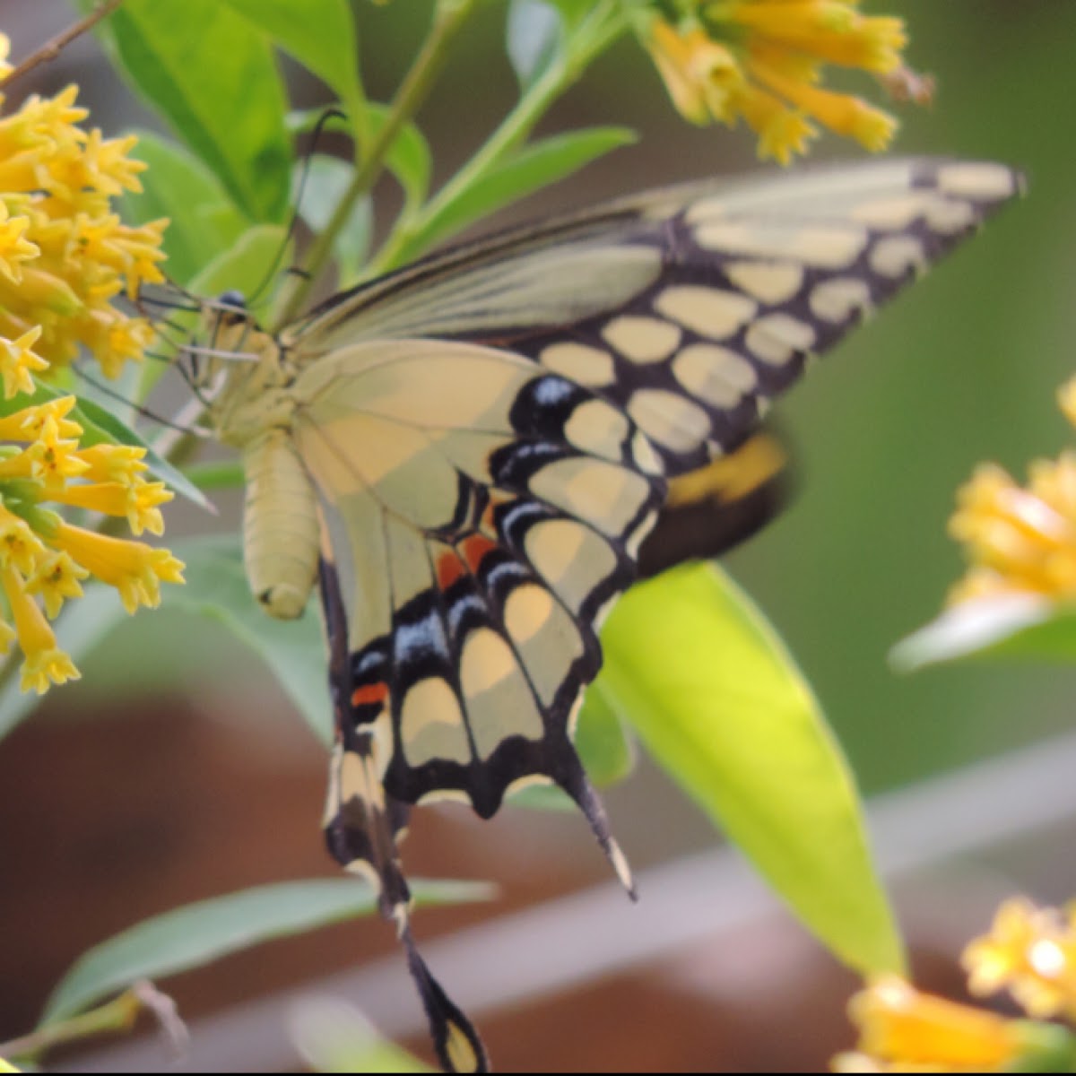 Eastern Giant Swallowtail