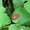 Cardinal beetle