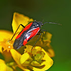 Plant Bug