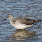 Greenshank