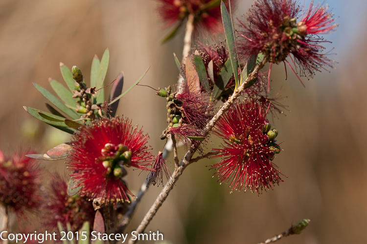 Bottle Brush