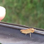 Green-striped Grasshopper nymph