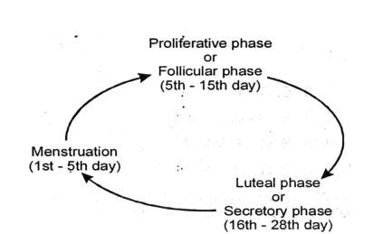 Menstrual Cycle