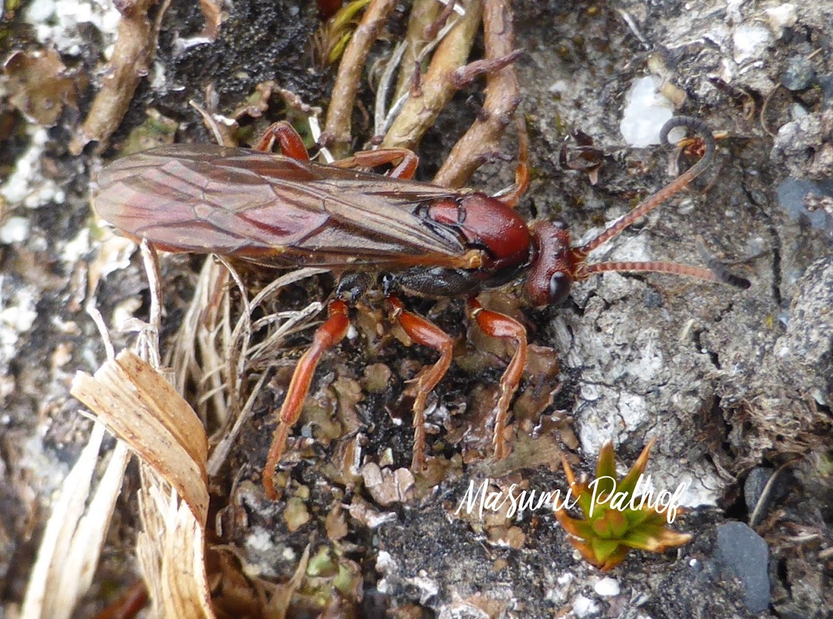 Ichneumon Wasp