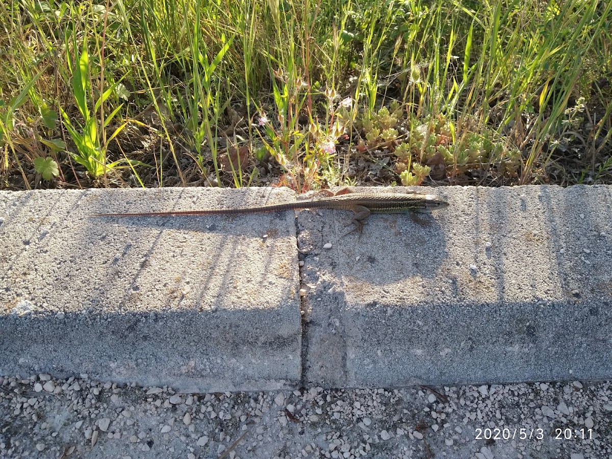 Lagartija colilarga / Algerian sand racer