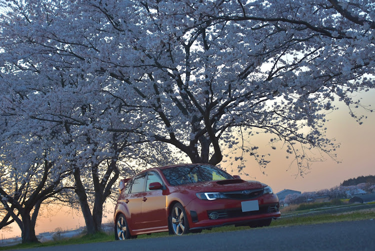 インプレッサ WRX STIのインプレッサのある生活・ドライブ・New ヘッドライト・桜コラボ🌸・NikonD7200に関するカスタム事例の投稿画像1枚目