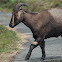 Nilgiri tahr