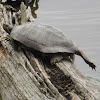 Red-eared Slider