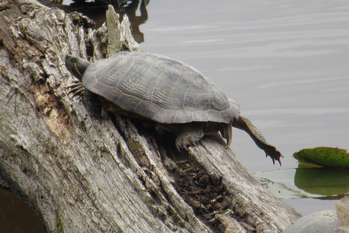 Red-eared Slider