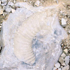 Unknown Fossil